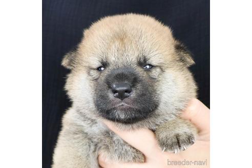 成約済の愛知県の柴犬-192431の9枚目